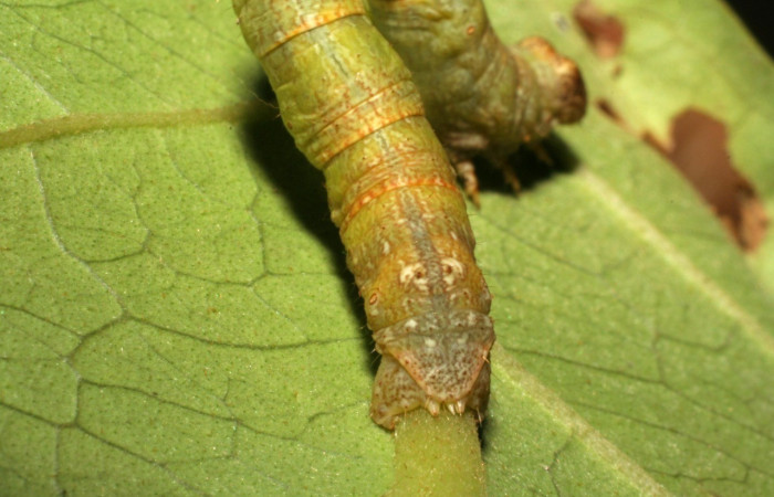 Figura 7. Parte posterior <i>Iridopsis lurida</i></i>, (Geometridae), en la planta <i>Eugenia hiraeifolia</i></i> (Myrtaceae). Sector Mundo Nuevo, Sendero Mora, (elevación 480 metros). Colectada 10 agosto 2005. (05-SRNP-59276-DHJ408569.jpg).