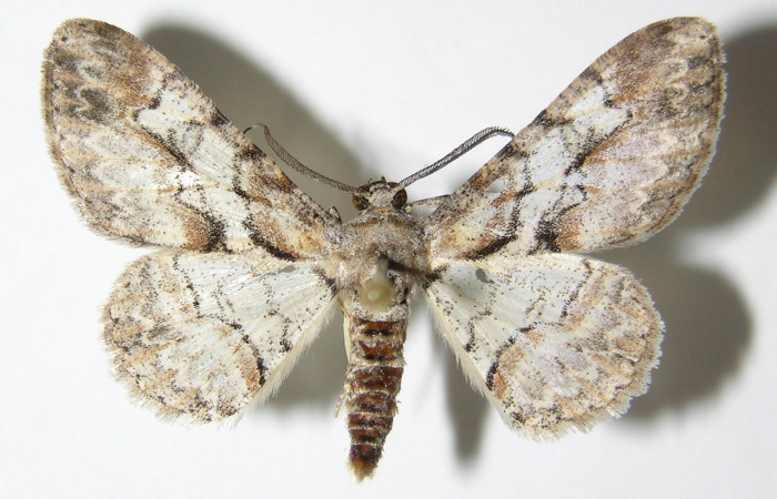 Figura 8. Adulto <i>Iridopsis lurida</i></i> (Geometridae), posición vista Dorsal. (01-SRNP-12360-DHJ325732).