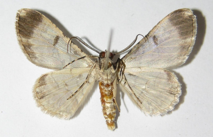 Figura 9. Adulto <i>Iridopsis lurida</i></i> (Geometridae), posición vista Ventral. (01-SRNP-12360-DHJ325733).