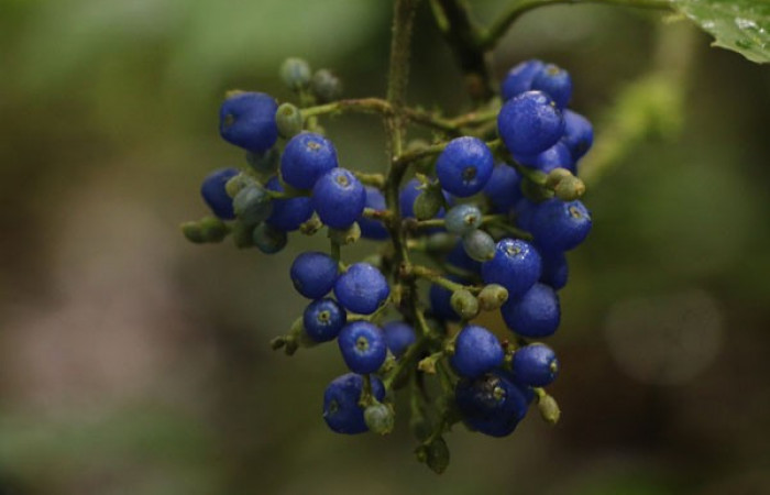 Figura. 10 Frutos en racimo, <i>Palicourea cyanococca</i></i>, (Rubiaceae). Area de Conservación Guanacaste, Sector Rincón Rain Forest, Cafecito, (elevación 455 metros), colectada el 28 de noviembre 2022. Foto, Jorge Hernández.