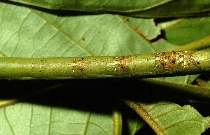 Figura. 11 Larva <i>Acrotomia mucia</i></i> (Geometridae), posición dorsal entero alimentándose en <i>Palicourea cyanococca</i></i>, (Rubiaceae). (00-SRNP-20744-DHJ63911.jpg).