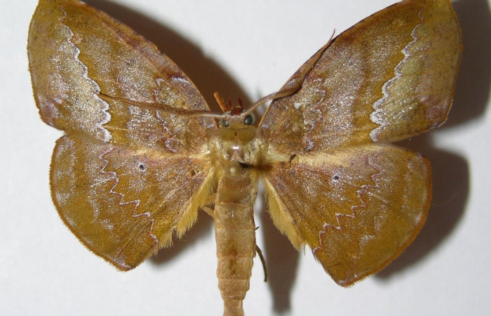Figura. 12 Adulto <i>Acrotomia mucia</i></i> (Geometridae), posición vista dorsal entero. (01-SRNP-6990-DHJ325614).