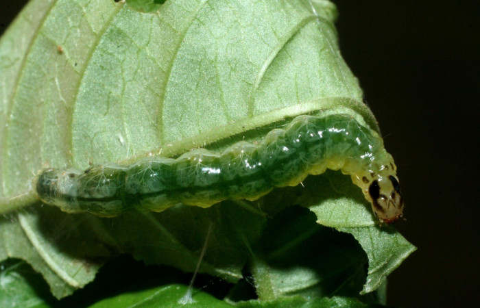 Figura. 13 Larva <i>Phostria</i></i> Janzen05 (Crambidae), posición dorsal entero alimentándose en <i>Palicourea cyanococca</i></i>, (Rubiaceae). (09-SRNP-42107-DHJ464781.jpg).