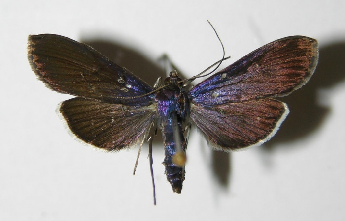 Figura. 14 Adulto <i>Phostria</i></i> Janzen05 (Crambidae), posición vista dorsal entero. (01-SRNP-23386-DHJ335868.).
