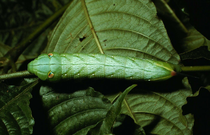 Figura. 15 Larva <i>Xylophanes adalia</i></i> (Sphingidae), posición dorsal entero alimentándose en <i>Palicourea cyanococca</i></i>, (Rubiaceae). (02-SRNP-925-DHJ64413.jpg).