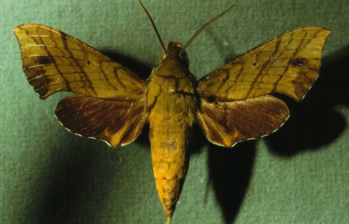 Figura. 16 Adulto <i>Xylophanes adalia</i></i> (Sphingidae), posición vista dorsal entero. (INBIOCRI002792239).
