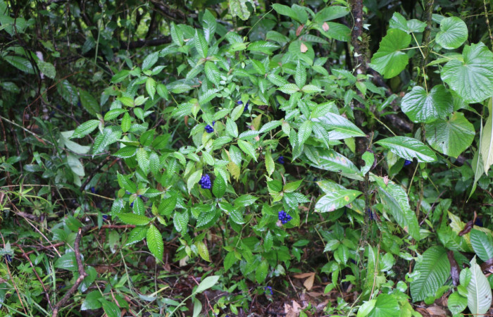 Figura. 1 Habitad, <i>Palicourea cyanococca</i></i>, (Rubiaceae). Area de Conservación Guanacaste. Sector Rincón Rain Forest. Cafecito, (elevación 455 metros), colectada el 28 de noviembre 2022. Foto, Jorge Hernández.