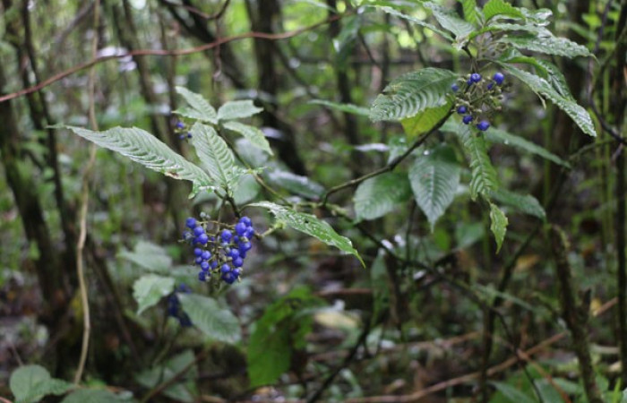 Figura. 2 Habitad, <i>Palicourea cyanococca</i></i>, (Rubiaceae). Area de Conservación Guanacaste. Sector Rincón Rain Forest. Cafecito, (elevación 455 metros), colectada el 28 de noviembre 2022. Foto, Jorge Hernández.