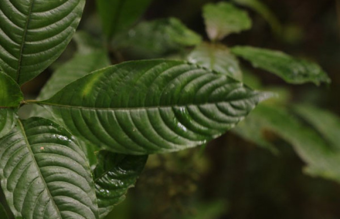 Figura. 3 Posición hojas, <i>Palicourea cyanococca</i></i>, (Rubiaceae). Area de Conservación Guanacaste. Sector Rincón Rain Forest. Cafecito, (elevación 455 metros), colectada el 28 de noviembre 2022. Foto, Jorge Hernández.