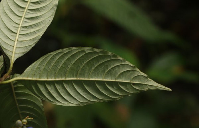 Figura. 4 Hojas envés, <i>Palicourea cyanococca</i></i>, (Rubiaceae). Area de Conservación Guanacaste. Sector Rincón Rain Forest. Cafecito, (elevación 455 metros), colectada el 28 de noviembre 2022. Foto, Jorge Hernández.