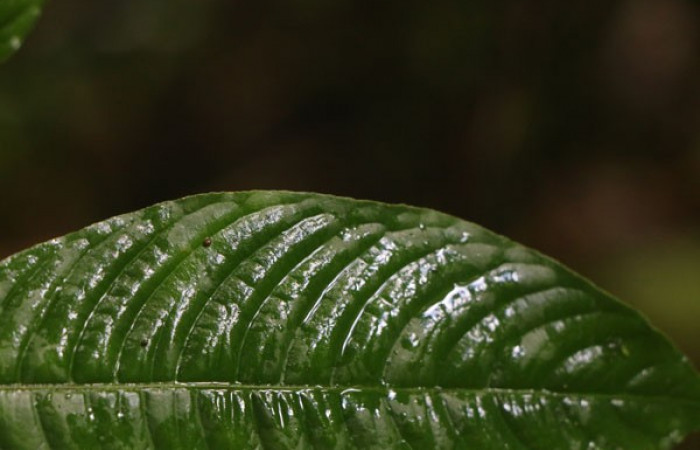 Figura. 5 Margen entero, <i>Palicourea cyanococca</i></i>, (Rubiaceae). Area de Conservación Guanacaste. Sector Rincón Rain Forest. Cafecito, (elevación 455 metros), colectada el 28 de noviembre 2022. Foto, Jorge Hernández.