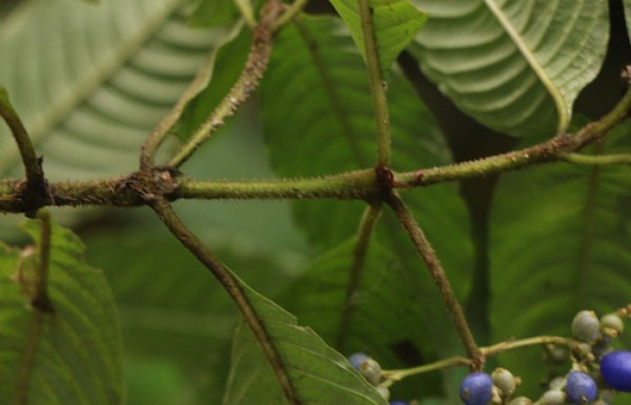 Figura. 6 Posición estípula, <i>Palicourea cyanococca</i></i>, (Rubiaceae). Area de Conservación Guanacaste. Sector Rincón Rain Forest. Cafecito, (elevación 455 metros), colectada el 28 de noviembre 2022. Foto, Jorge Hernández.
