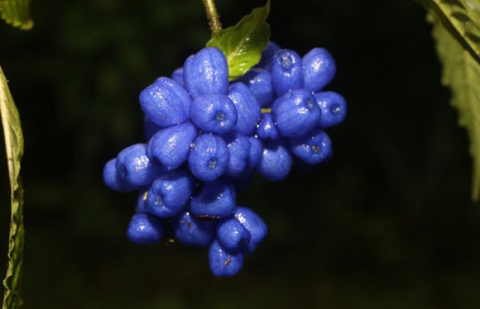 Figura. 7 Frutos en racimo, <i>Palicourea cyanococca</i></i>, (Rubiaceae). Area de Conservación Guanacaste, Sector Rincón Rain Forest, Cafecito, (elevación 455 metros), colectada el 28 de noviembre 2022. Foto, Jorge Hernández.