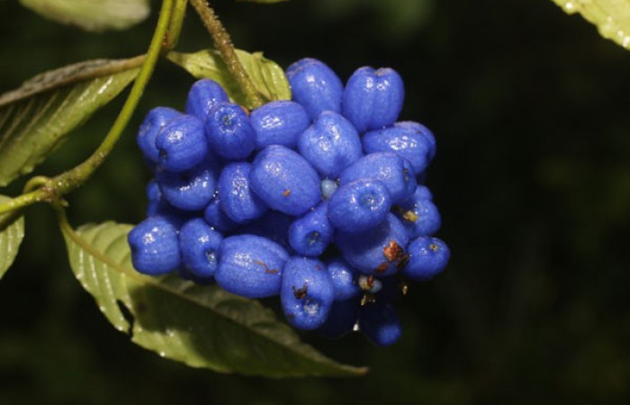 Figura. 8 Frutos en racimo, <i>Palicourea cyanococca</i></i>, (Rubiaceae). Area de Conservación Guanacaste, Sector Rincón Rain Forest, Cafecito, (elevación 455 metros), colectada el 28 de noviembre 2022. Foto, Jorge Hernández.