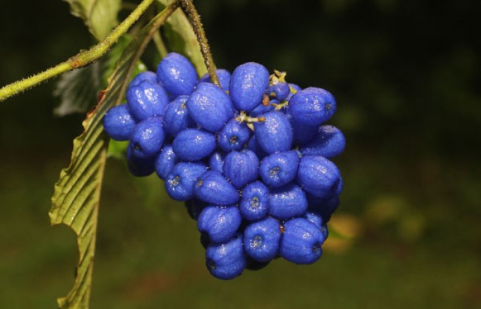 Figura. 9 Frutos en racimo, <i>Palicourea cyanococca</i></i>, (Rubiaceae). Area de Conservación Guanacaste, Sector Rincón Rain Forest, Cafecito, (elevación 455 metros), colectada el 28 de noviembre 2022. Foto, Jorge Hernández.