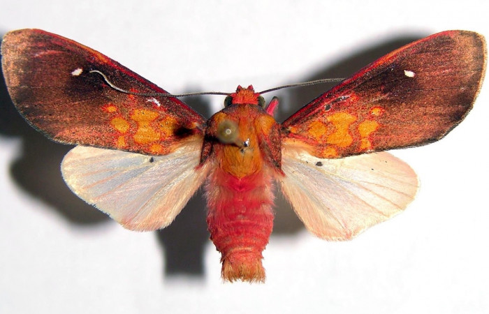 Fig. 10 Adulto <i>Melese monima</i></i> (Erebidae), vista lateral mide 35mm. Rio Blanco Abajo, Sector San Cristobal, 500m. 00-SRNP-11966-DHJ93284.