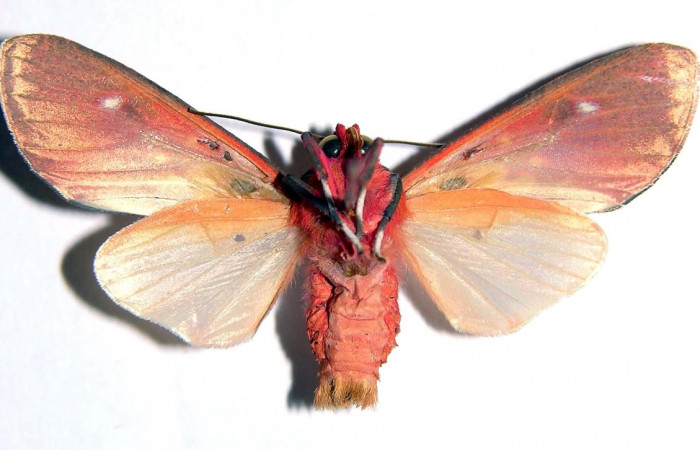 Fig. 11 Adulto <i>Melese monima</i></i> (Erebidae), vista lateral mide 35mm. Rio Blanco Abajo, Sector San Cristobal, 500m. 00-SRNP-11966-DHJ93285.