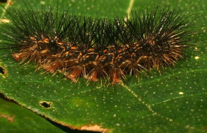 Fig. 12 Larva <i>Melese monima</i></i> (Erebidae), vista lateral mide 30mm. Bullas, Sector Pitilla, 440m. 10-SRNP-70767-DHJ474637.jpg
