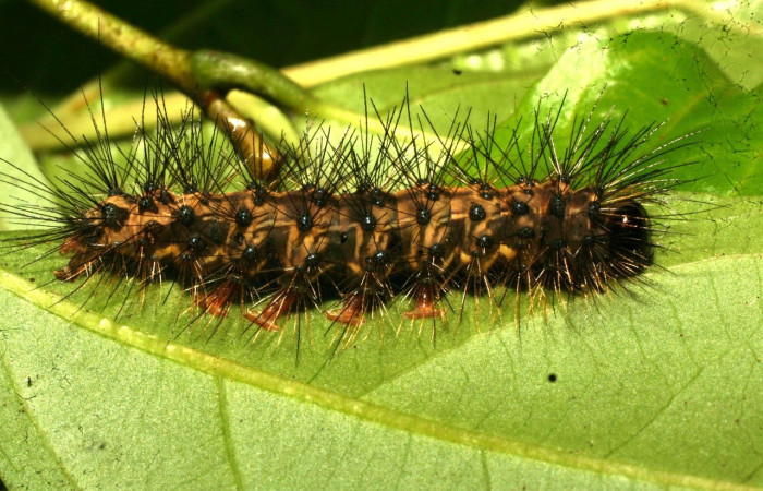Fig. 13 Larva <i>Melese monima</i></i> (Erebidae), vista lateral mide 30mm. Estacion Pitilla, Sector Pitilla, 675m.11-SRNP-32871-DHJ484369.jpg