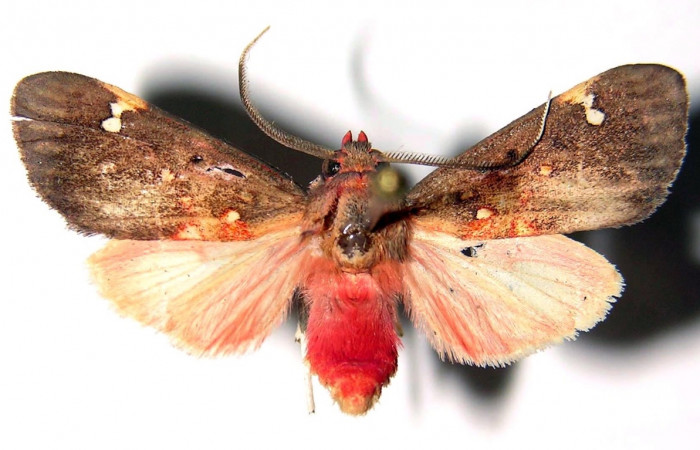 Fig. 1 Larva <i>Melese asana</i></i> (Erebidae), Hembra vista lateral mide 23mm. Finca San Gabriel, Sector San Cristobal, 645m. 03-SRNP-12829.1-DHJ92260.