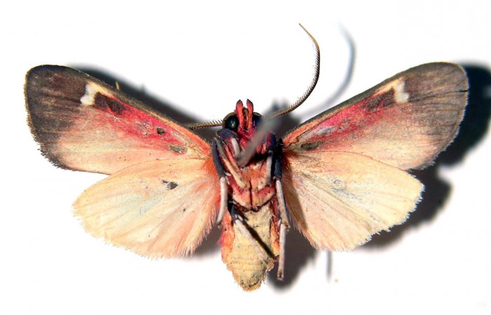 Fig. 1 Larva <i>Melese asana</i></i> (Erebidae), Hembra vista lateral mide 23mm. Finca San Gabriel, Sector San Cristobal, 645m. 03-SRNP-12829.1-DHJ92261.