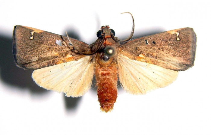 Fig. 3 Adulto <i>Melese asana</i></i> (Erebidae), macho vista lateral mide 26mm. Sendero Albergue Crater, Sector Rincon Rain Forest, 980m. 03-SRNP-6563-DHJ94092.