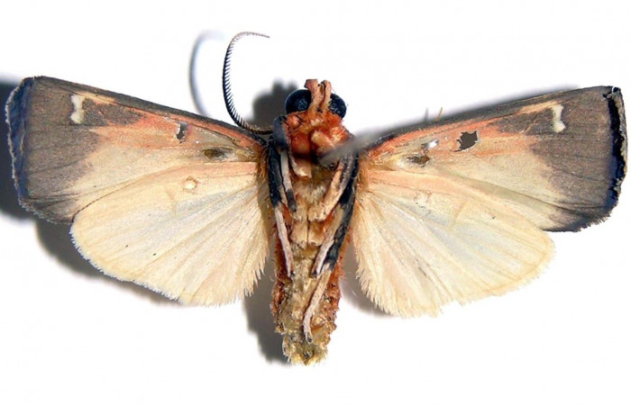 Fig. 3 Adulto <i>Melese asana</i></i> (Erebidae), macho vista lateral mide 26mm. Sendero Albergue Crater, Sector Rincon Rain Forest, 980m. 03-SRNP-6563-DHJ94093.