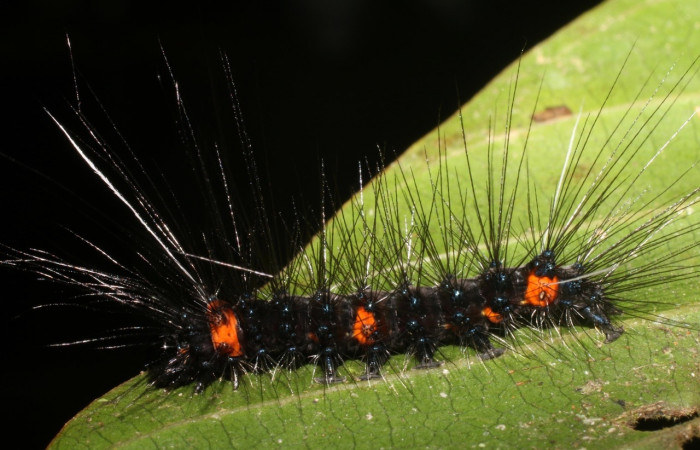 Fig. 5 Larva <i>Melese asana</i></i> (Erebidae), vista lateral mide 23mm. Finca San Gabriel, Sector San Cristobal, 645m.18-SRNP-1556-DHJ705260.