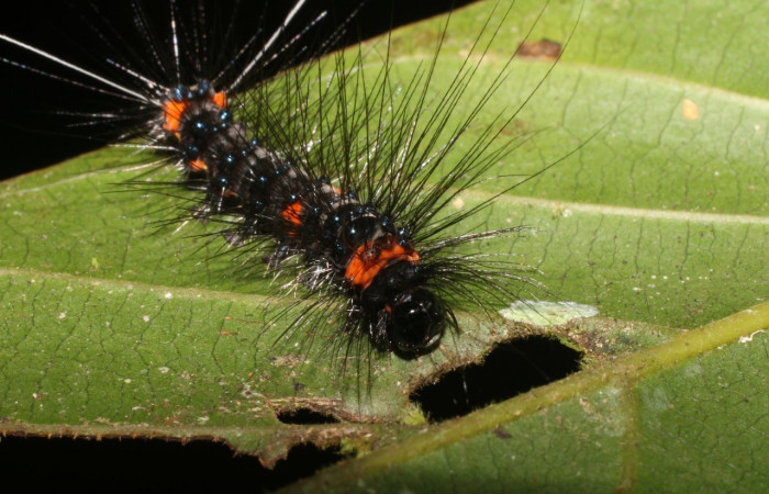 Fig. 5 Larva <i>Melese asana</i></i> (Erebidae), vista lateral mide 23mm. Finca San Gabriel, Sector San Cristobal, 645m.18-SRNP-1556-DHJ705261.