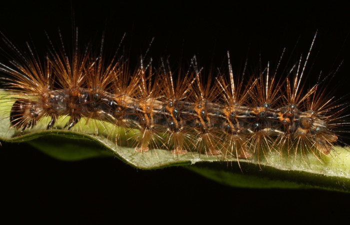 Fig. 7 Larva <i>Melese asana</i></i> (Erebidae), vista lateral mide 23mm. Sendero Perdido, Sector San Cristóbal 620m. 19-SRNP-502-DHJ758581.jpg