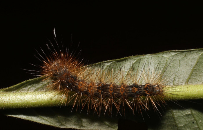 Fig. 8 Larva <i>Melese asana</i></i> (Erebidae), vista lateral mide 23mm. Sendero Perdido, Sector San Cristóbal, 620m.19-SRNP-502-DHJ758582.jpg