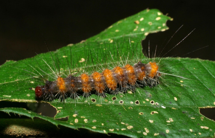 Fig. 9 Larva <i>Melese asana</i></i> (Erebidae), vista lateral mide 23mm. Finca San Gabriel, Sector San Cristobal, 645m. 09-SRNP-40041-DHJ451386.jpg
