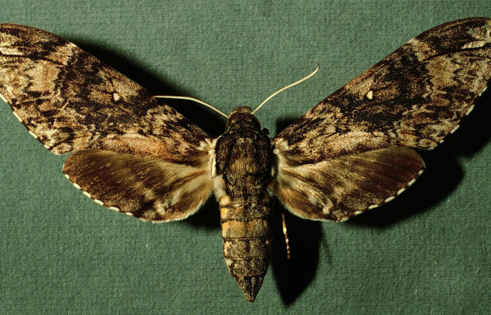 Fig. 01. Hembra de <i>Manduca dilucida</i></i> (Sphingidae), vista dorsal, 98mm de envergadura. Voucher: INBIOCRI002795036.jpg.