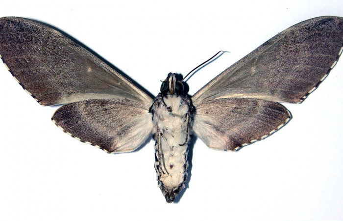 Fig. 02. Hembra de <i>Manduca dilucida</i></i> (Sphingidae), vista ventral, 98mm de envergadura. Voucher: 84-SRNP-326-DHJ96133.jpg.