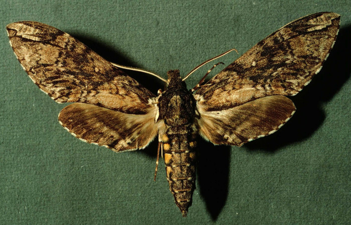 Fig. 03. Macho de  <i>Manduca dilucida</i></i> (Sphingidae), vista dorsal, 96mm de envergadura. Voucher: INBIOCRI002795800.jpg.