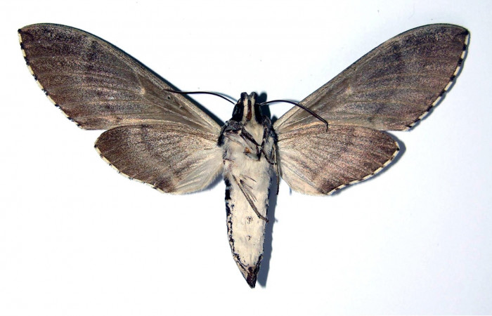 Fig. 04. Macho de  <i>Manduca dilucida</i></i> (Sphingidae), vista ventral, 86mm de envergadura. Voucher: 84-SRNP-604.24-DHJ96125.jpg.