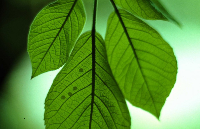 Fig. 05. Huevos de  <i>Manduca dilucida</i></i> (Sphingidae), puestos en <i>Handroanthus ochraceus</i></i> (Bignoniaceae) planta hospedera. Voucher: 85-SRNP-204-DHJ8928.jpg.