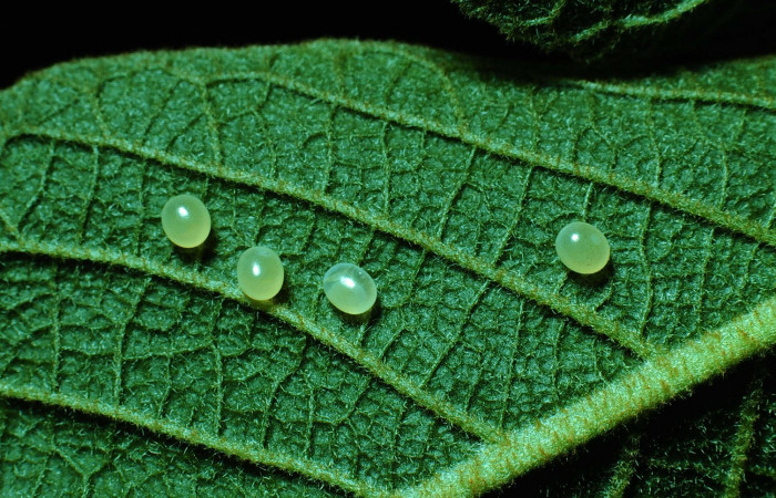 Fig. 06. Huevos de  <i>Manduca dilucida</i></i> (Sphingidae), puestos en <i>Handroanthus ochraceus</i></i> (Bignoniaceae) planta hospedera. Voucher: 85-SRNP-204-DHJ8933.jpg.