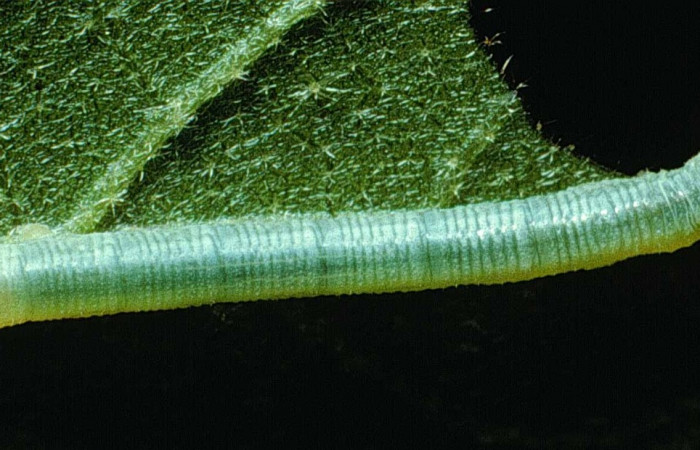 Fig. 07. Larva de <i>Manduca dilucida</i></i> (Sphingidae), primer estadío 12mm de longitud, alimentandose de <i>Cordia alliodora</i><i> (Cordiaceae). Voucher: 84-SRNP-241-DHJ7237.jpg.