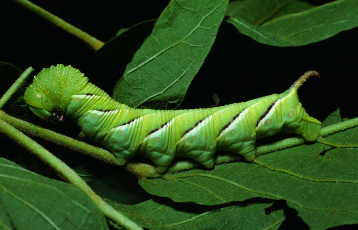 Fig. 08. Larva de <i>Manduca dilucida</i></i> (Sphingidae), último estadío 55mm de longitud, alimentandose de <i>Handroanthus ochraceus[</i></i> (Bignoniaceae). Voucher: 84-SRNP-408-DHJ7339.jpg.