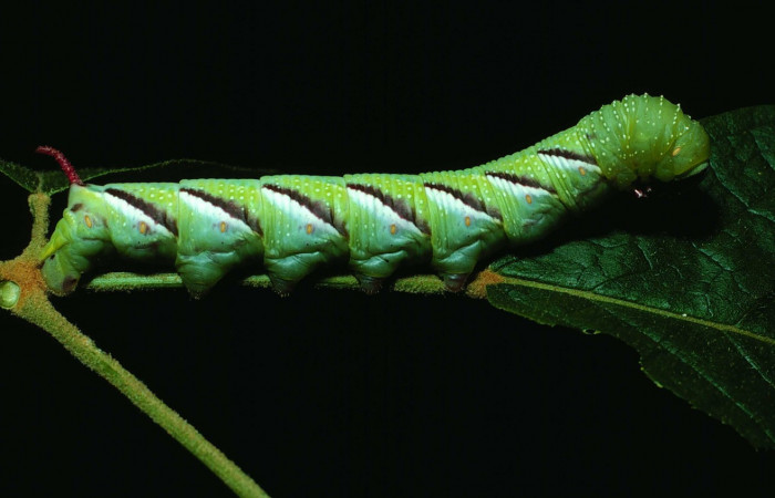 Fig. 09. Larva de <i>Manduca dilucida</i></i> (Sphingidae), último estadío 55mm de longitud, alimentandose de <i>Handroanthus ochraceus</i></i> (Bignoniaceae). Voucher: 84-SRNP-664.03-DHJ26125.jpg. 