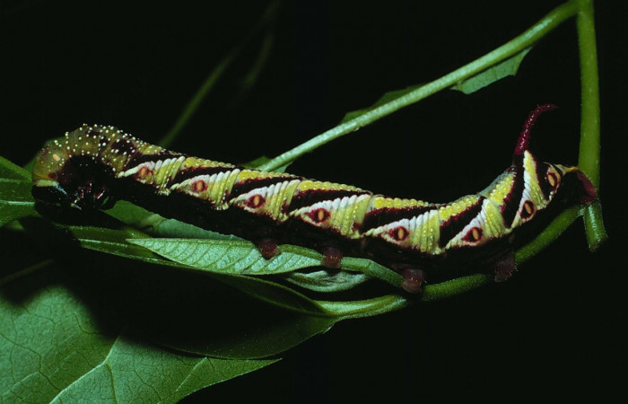 Fig. 10. Larva de <i>Manduca dilucida</i></i> (Sphingidae), último estadío 50mm de longitud, alimentandose de <i>Handroanthus ochraceus</i></i> (Bignoniaceae). Voucher: 84-SRNP-530-DHJ7451.jpg.