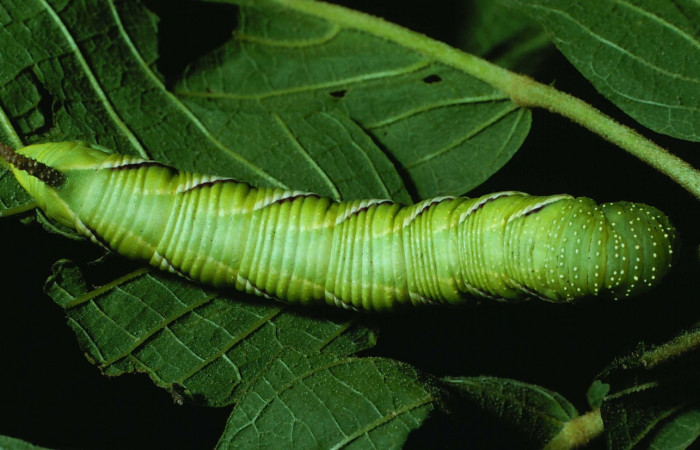 Fig. 11. Larva de <i>Manduca dilucida</i></i> (Sphingidae), último estadío 55mm de longitud, vista dorsal, alimentandose de <i>Handroanthus ochraceus</i></i> (Bignoniaceae). Voucher: 84-SRNP-408-DHJ7341.jpg.