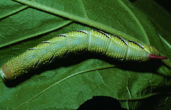 Fig. 12. Larva de <i>Manduca dilucida</i></i> (Sphingidae), último estadío 55mm de longitud, vista dorsal, alimentandose de <i>Handroanthus ochraceus</i></i> (Bignoniaceae). Voucher: 84-SRNP-527-DHJ7444.jpg.