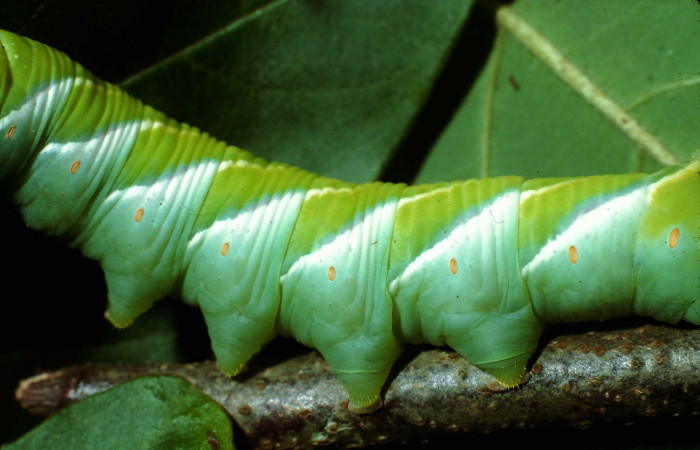 Fig. 14. Larva de <i>Manduca dilucida</i></i> (Sphingidae), último estadío 75mm de longitud, vista lateral central (propatas), alimentandose de <i>Annona rensoniana</i></i> (Annonaceae). Voucher: 02-SRNP-17452-DHJ67641.jpg.