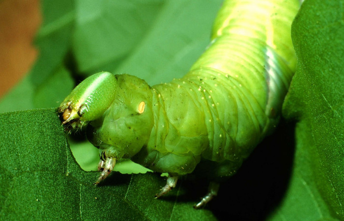 Fig. 15. Larva de <i>Manduca dilucida</i></i> (Sphingidae), último estadío 72mm de longitud, vista lateral torax , alimentandose de <i>Aegiphila martinicensis</i></i> (Lamiaceae). Voucher: 01-SRNP-14568-DHJ58841.jpg.