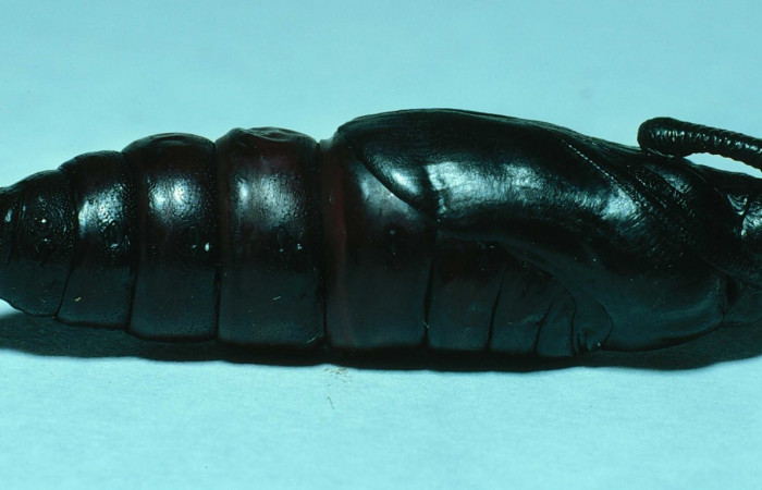 Fig. 16. Pupa de <i>Manduca dilucida</i></i> (Sphingidae), vista lateral, 45mm de longitud, Voucher: 83-SRNP-665-DHJ5525.jpg.