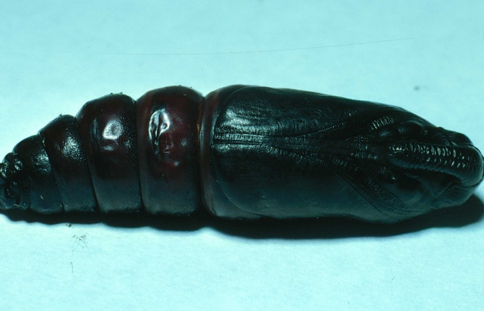 Fig. 17. Pupa de <i>Manduca dilucida</i></i> (Sphingidae), vista ventral, 45mm de longitud, Voucher: 83-SRNP-665-DHJ5527.jpg.