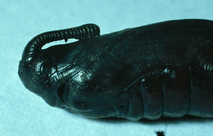 Fig. 18. Pupa de <i>Manduca dilucida</i></i> (Sphingidae), vista lateral, acercamiento del torax, 45mm de longitud, Voucher: 84-SRNP-593-DHJ7482.jpg.