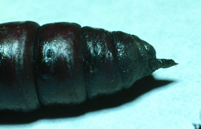 Fig. 19. Pupa de <i>Manduca dilucida</i></i> (Sphingidae), vista lateral, acercamiento del trasero, 45mm de longitud, Voucher: 84-SRNP-593-DHJ7483.jpg. 